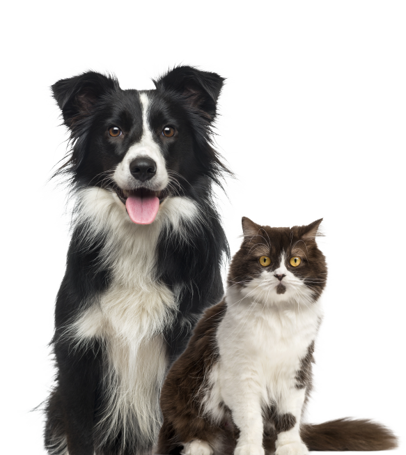 Featured image of post Logo Cachorro E Gato Png Over 111 gato png images are found on vippng